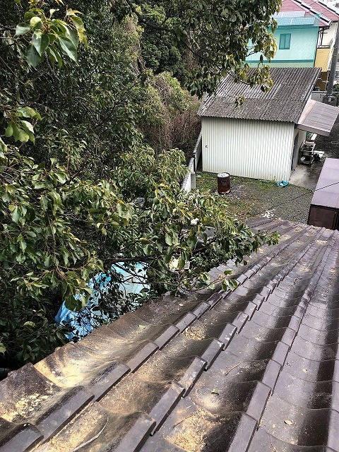 今治市O様住宅に強風で大木が当たり片流れ棟を破損した現場　木の向こう側