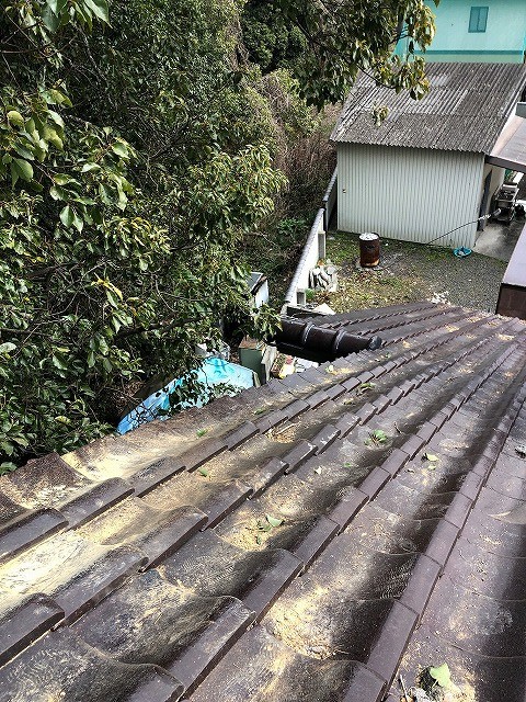 今治市O様住宅に強風で大木が当たり片流れ棟を破損した現場　木を伐りました