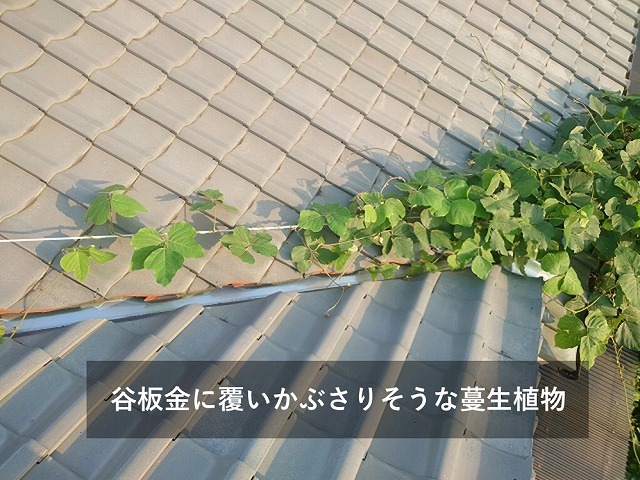 屋根を侵食する蔓性植物