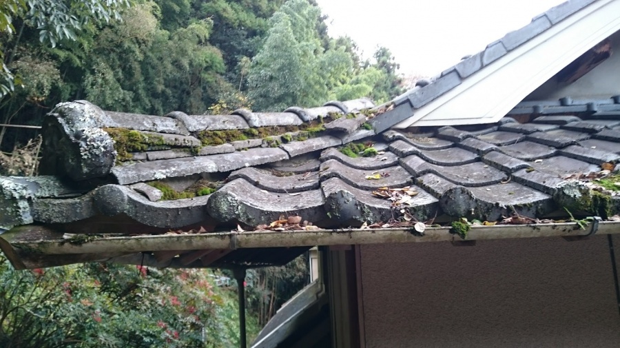 屋根に苔が生えている